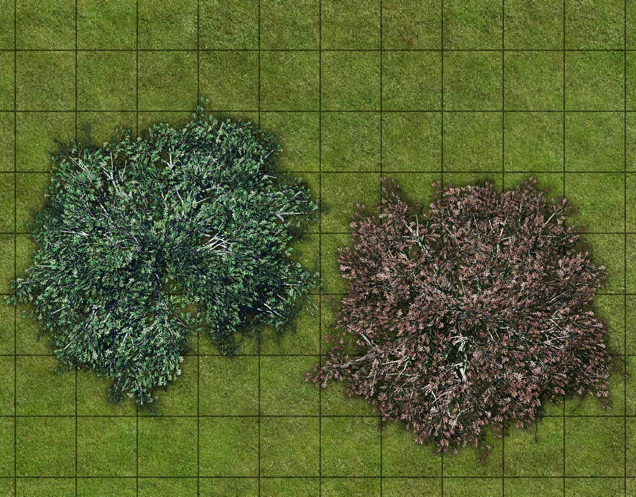 BZF_oak_trees_samples